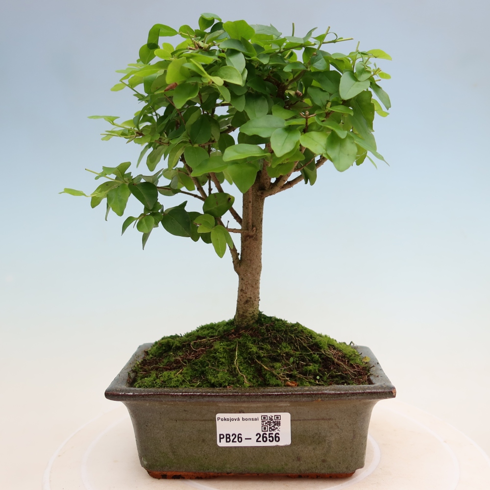 Pokój bonsai - Ligustrum chinensis - Dziób ptaka