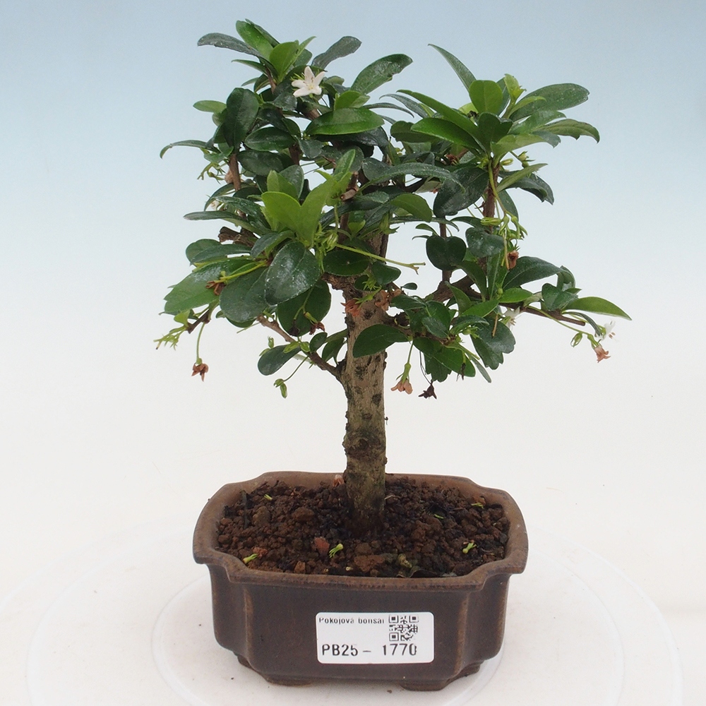 Bonsai wewnętrzne - Carmona makrophylla - Herbata Fuki
