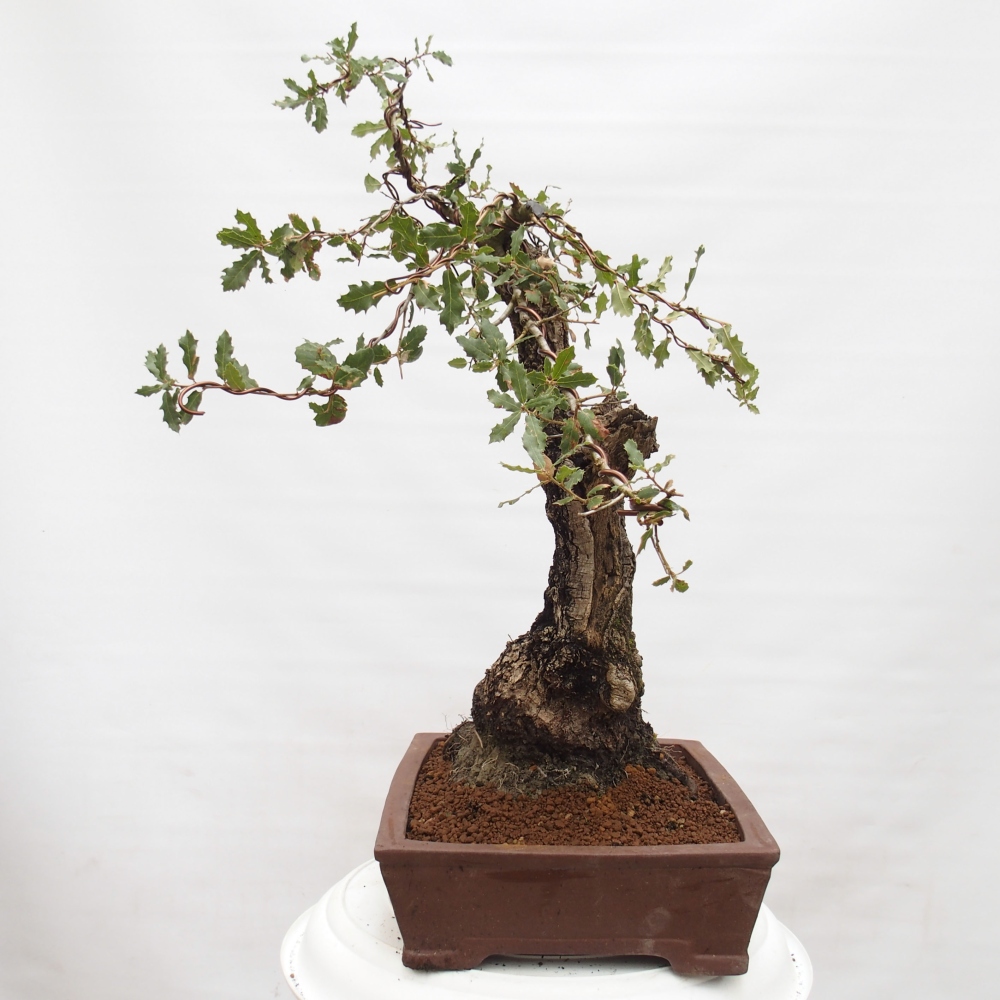 Yamadori - Quercus Ilex - Dąb ostrokrzewowy