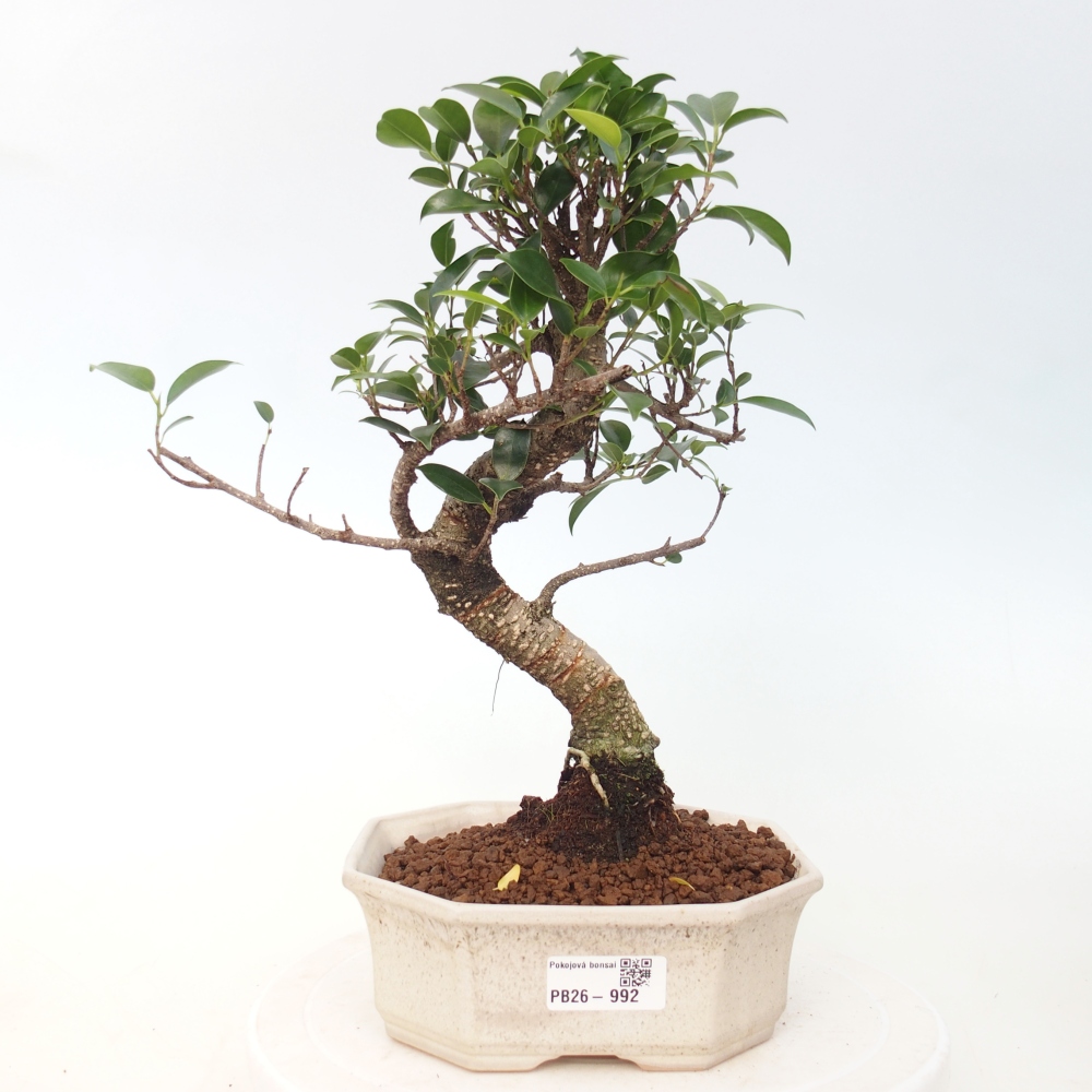 Pokój bonsai - Ficus retusa - figowiec drobnolistny