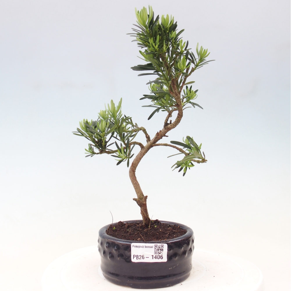 Pokój bonsai - Podocarpus - Kamienny cis