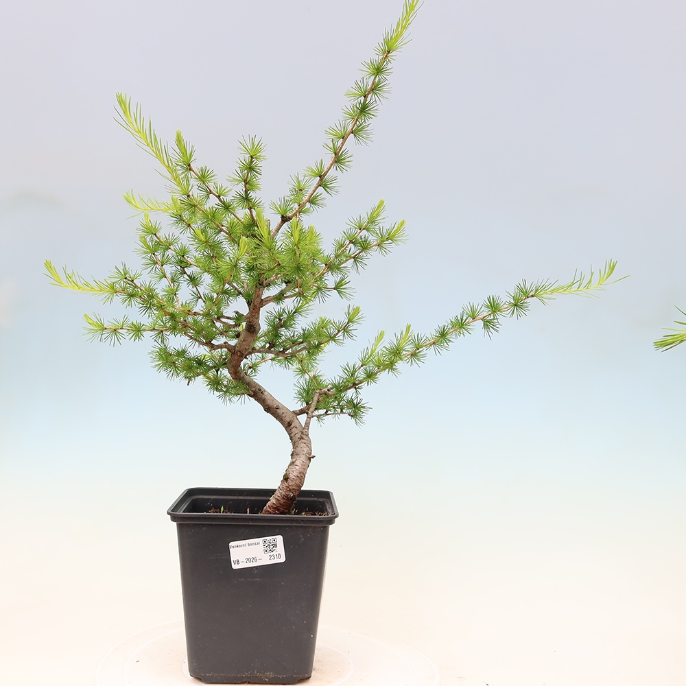 Bonsai zewnętrzne - Larix decidua - Modrzew