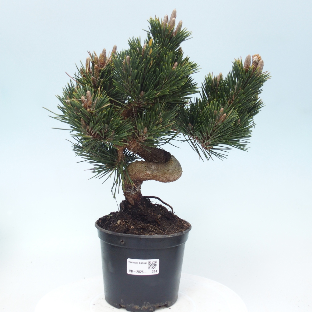 Outdoor bonsai - Pinus thunbergii senjyumaru - Sosna Thunberga