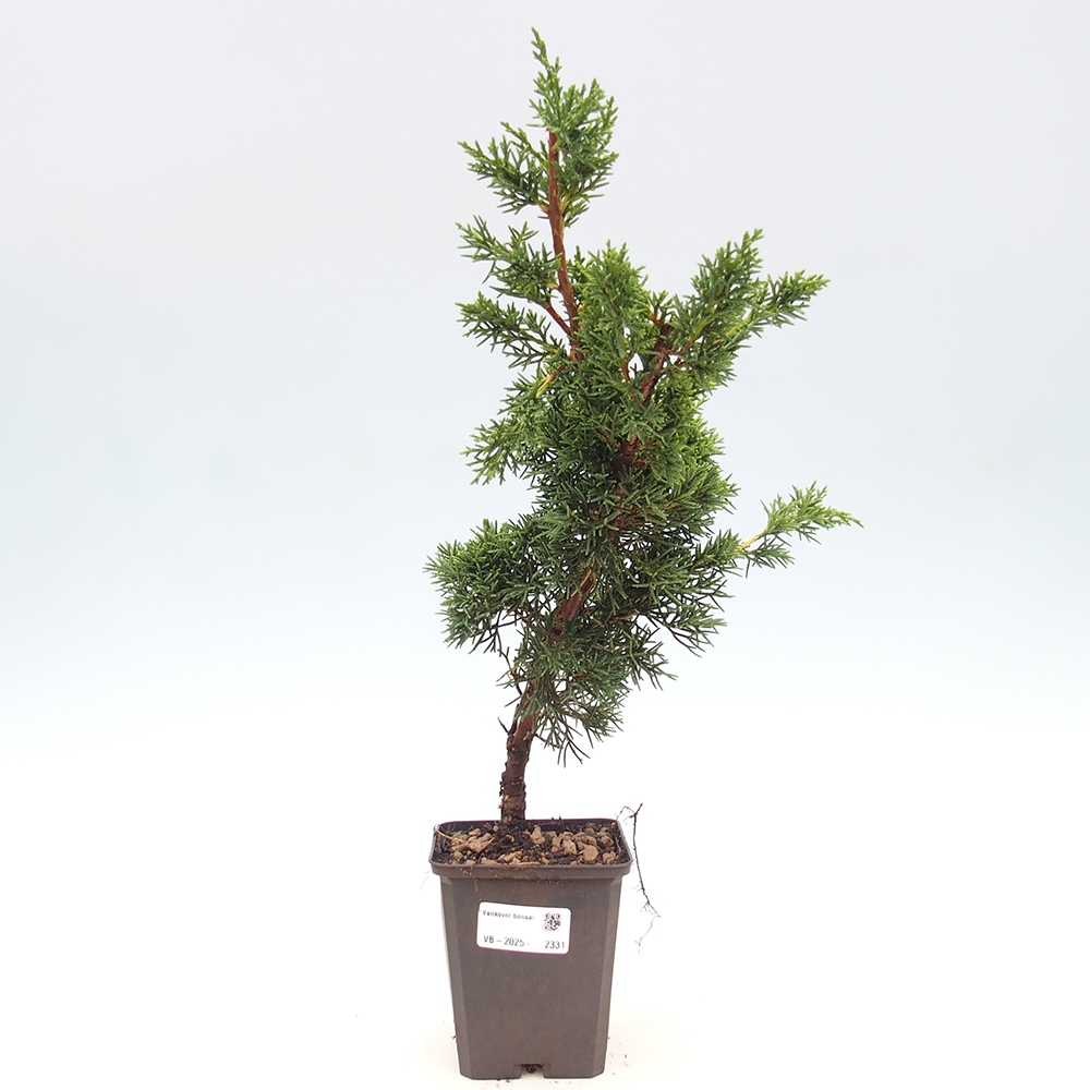 Outdoor bonsai - Juniperus chinensis Kishu - chiński jałowiec