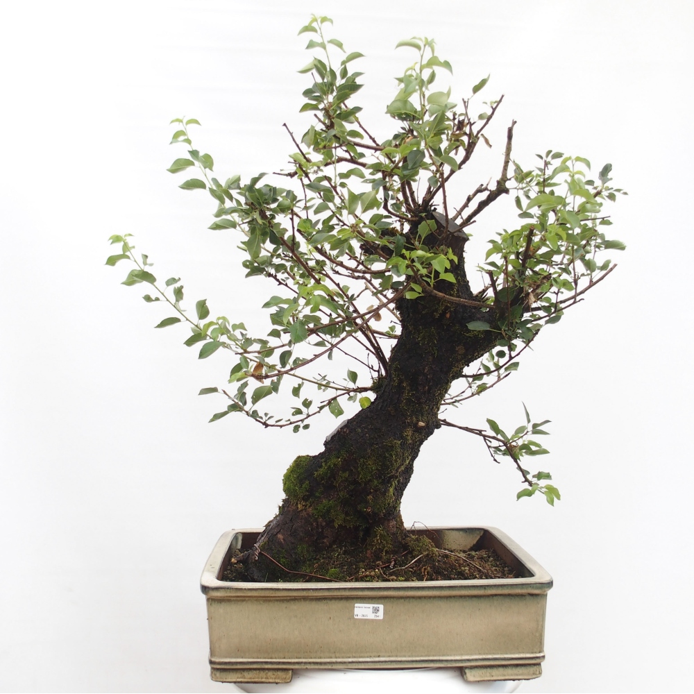 Bonsai na zewnątrz - Mahalebka - Prunus mahaleb