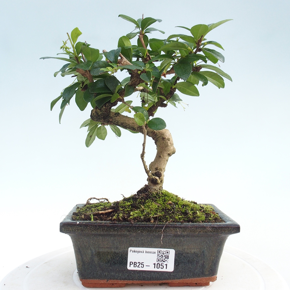 Bonsai wewnętrzne - Carmona makrophylla - Herbata Fuki