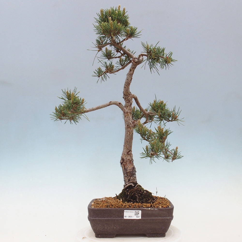 Outdoor bonsai - Pinus Sylvestris - sosna zwyczajna