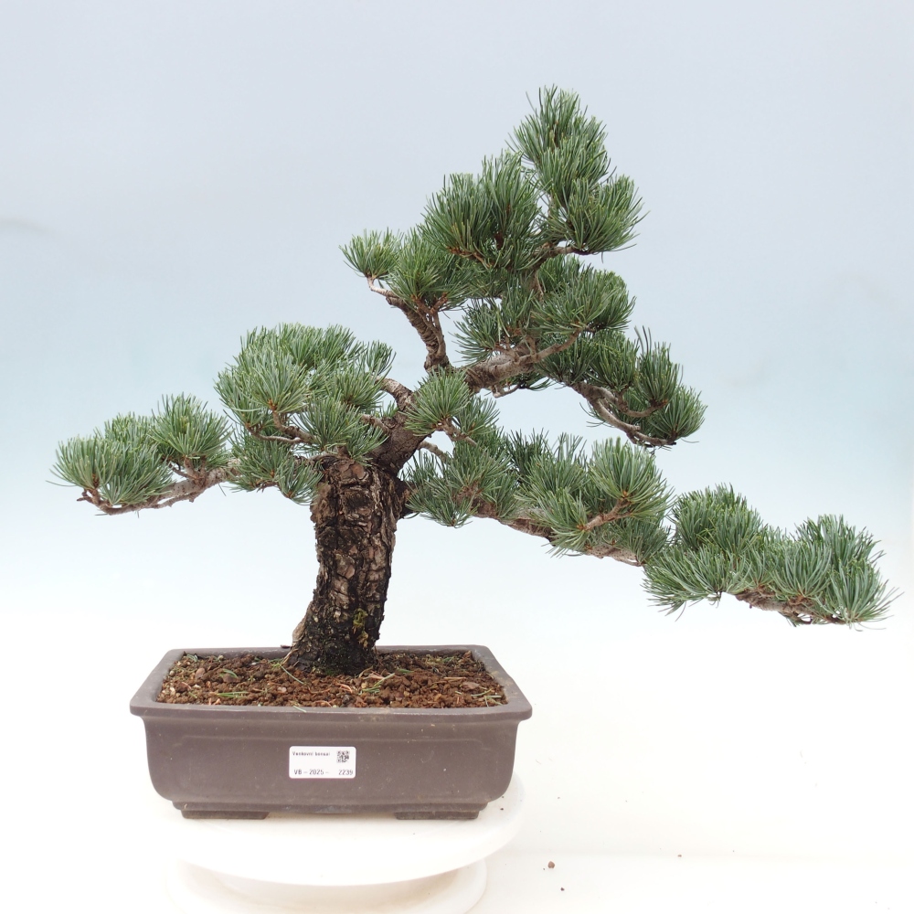 Outdoor bonsai - Pinus parviflora - Mała sosna