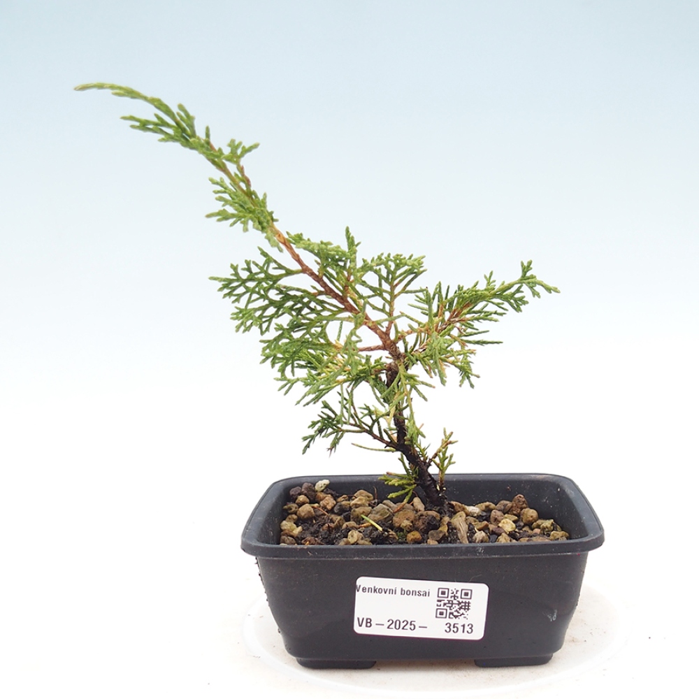 Outdoor bonsai - Juniperus chinensis Itoigawa