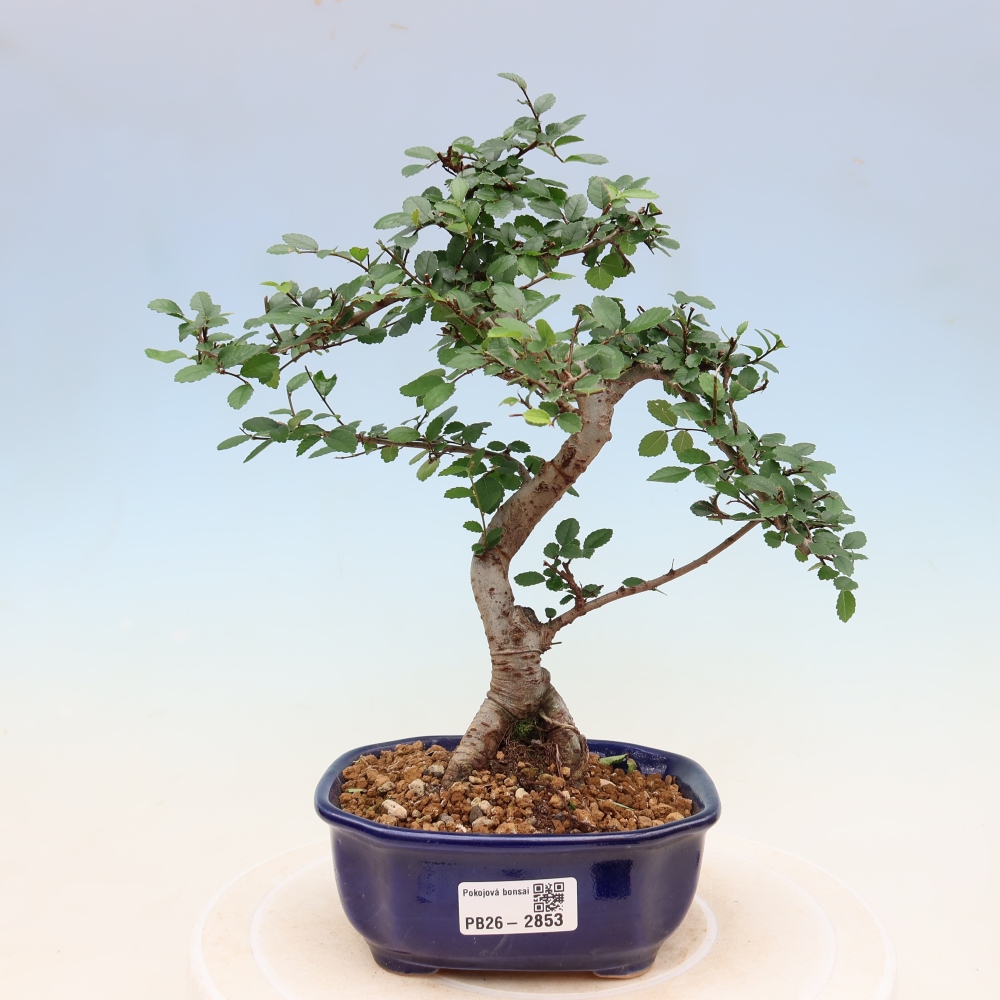 Pokój bonsai - Ulmus parvifolia - Wiąz drobnolistny