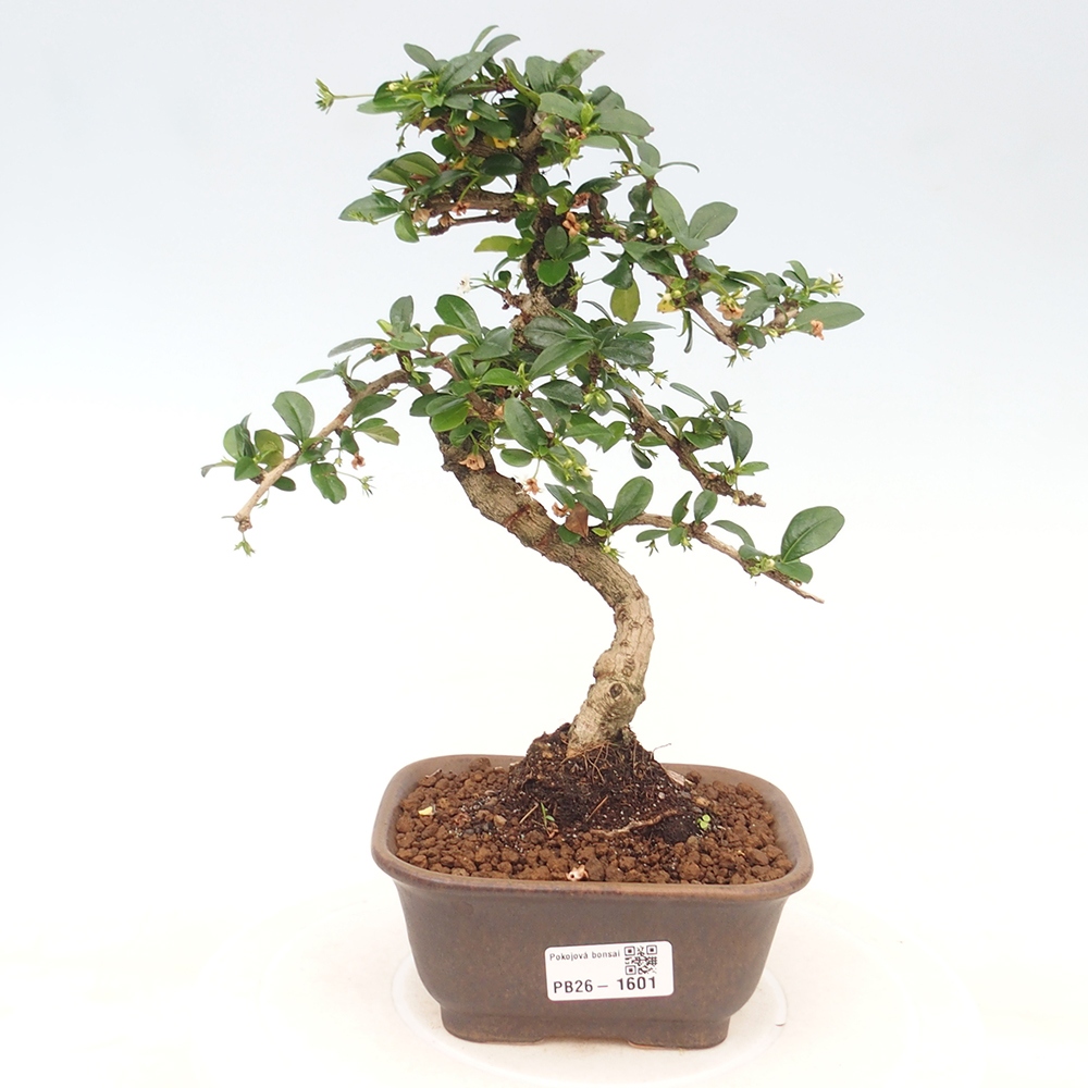 Bonsai pokojowe - Carmona macrophylla - Tea fuki