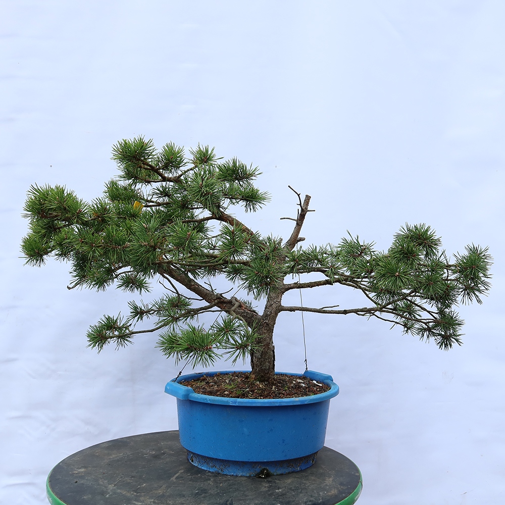 Pinus sylvestris Hiszpania – sosna zwyczajna