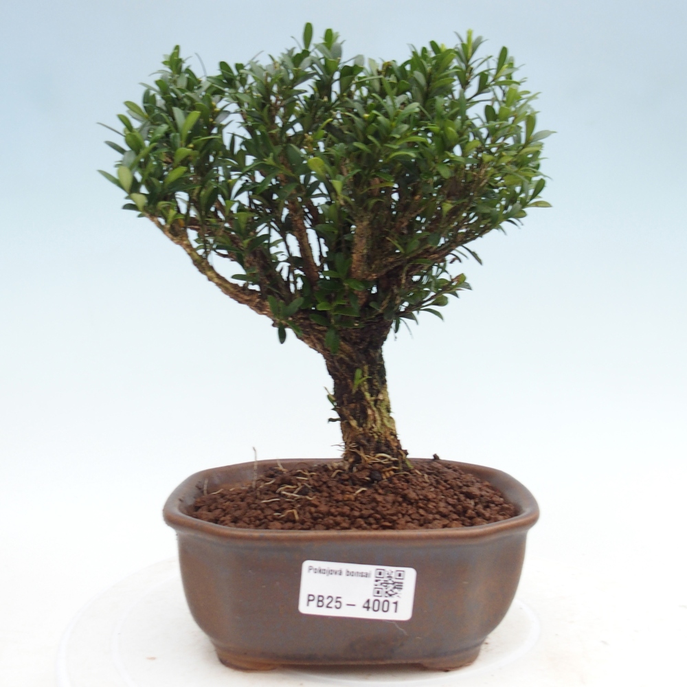 Pokój bonsai - Buxus harlandii - buxus korkowy