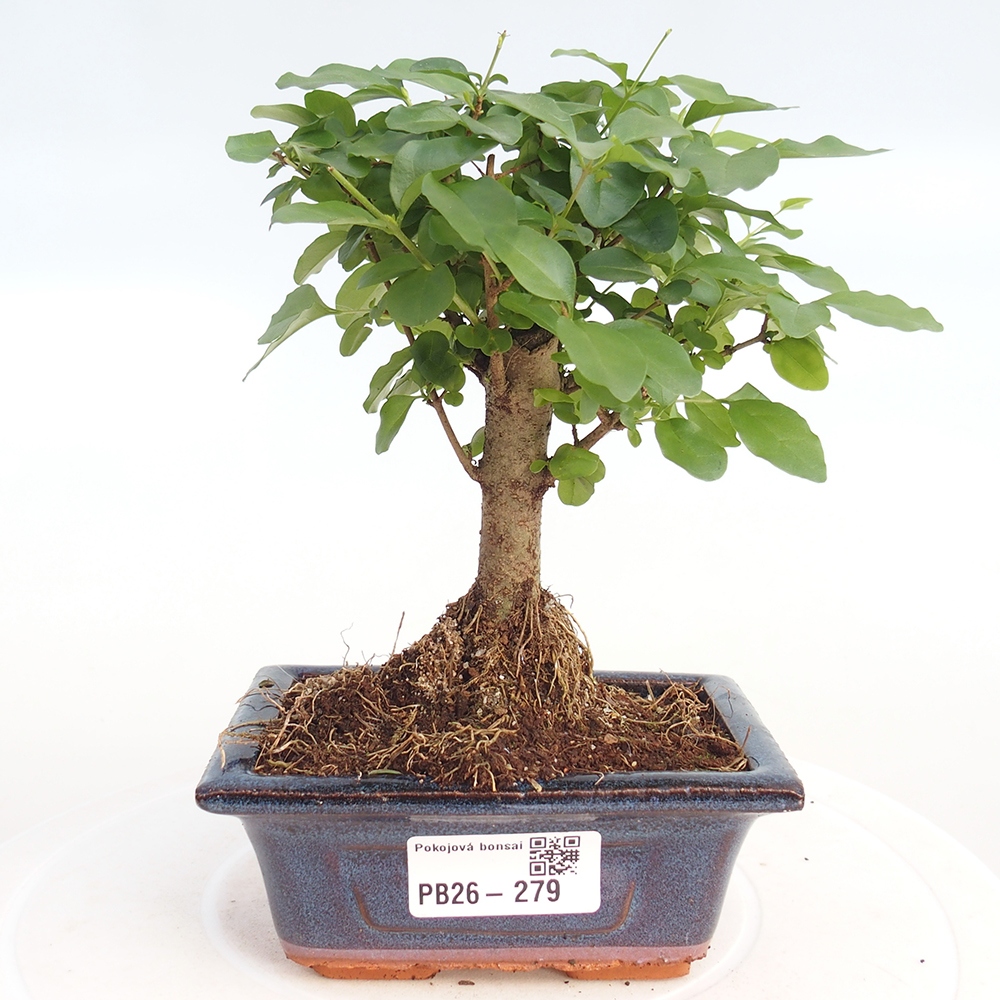 Pokój bonsai - Ligustrum chinensis - Dziób ptaka