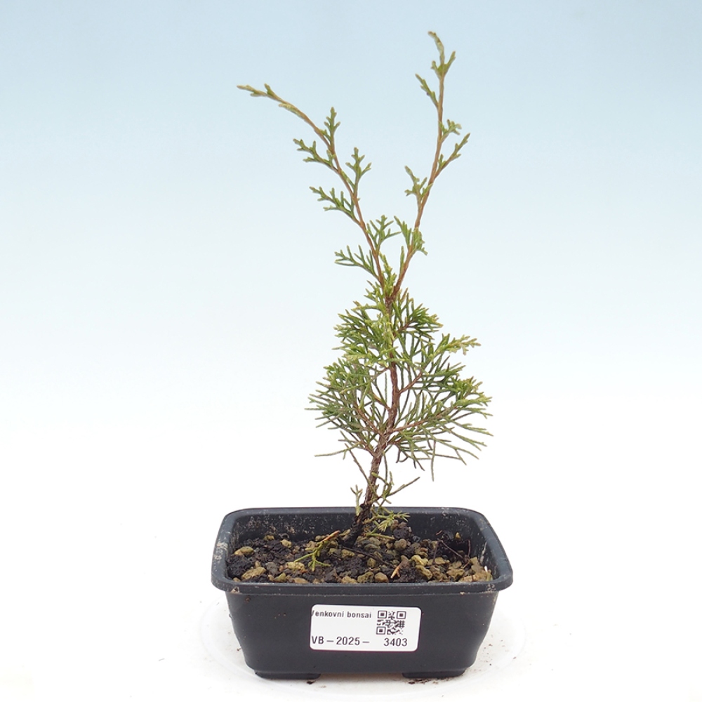 Outdoor bonsai - Juniperus chinensis Itoigawa