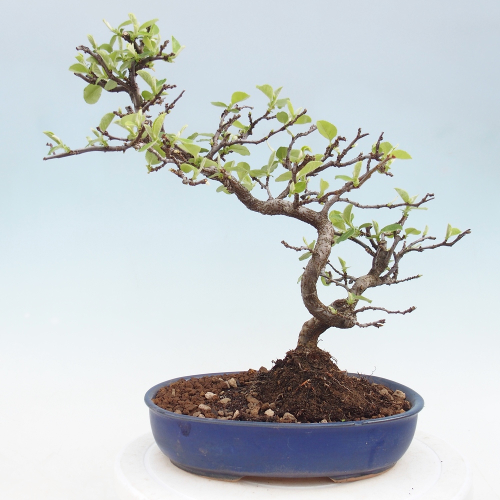Bonsai zewnętrzne - Chaneomeles chinensis