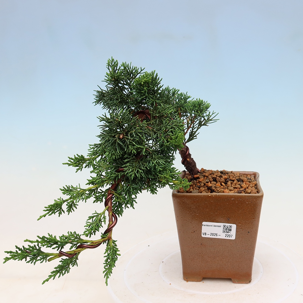 Outdoor bonsai - Juniperus chinensis Kishu