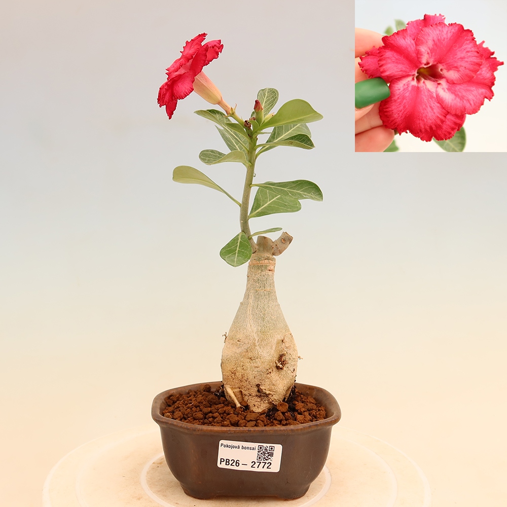 Bonsai pokojowe – Adenium obesum szczepione V.F.S.326 – Róża pustynna