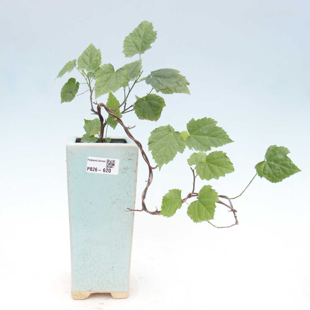 Bonsai domowe - Abutilon Big Bell - Cloudberry