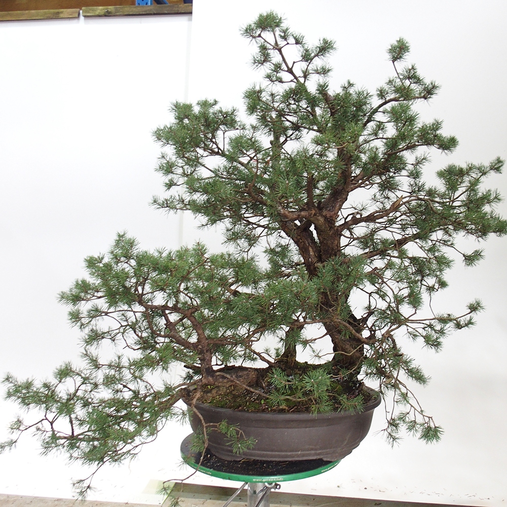 Yamadori - Pinus sylvestris Hiszpania