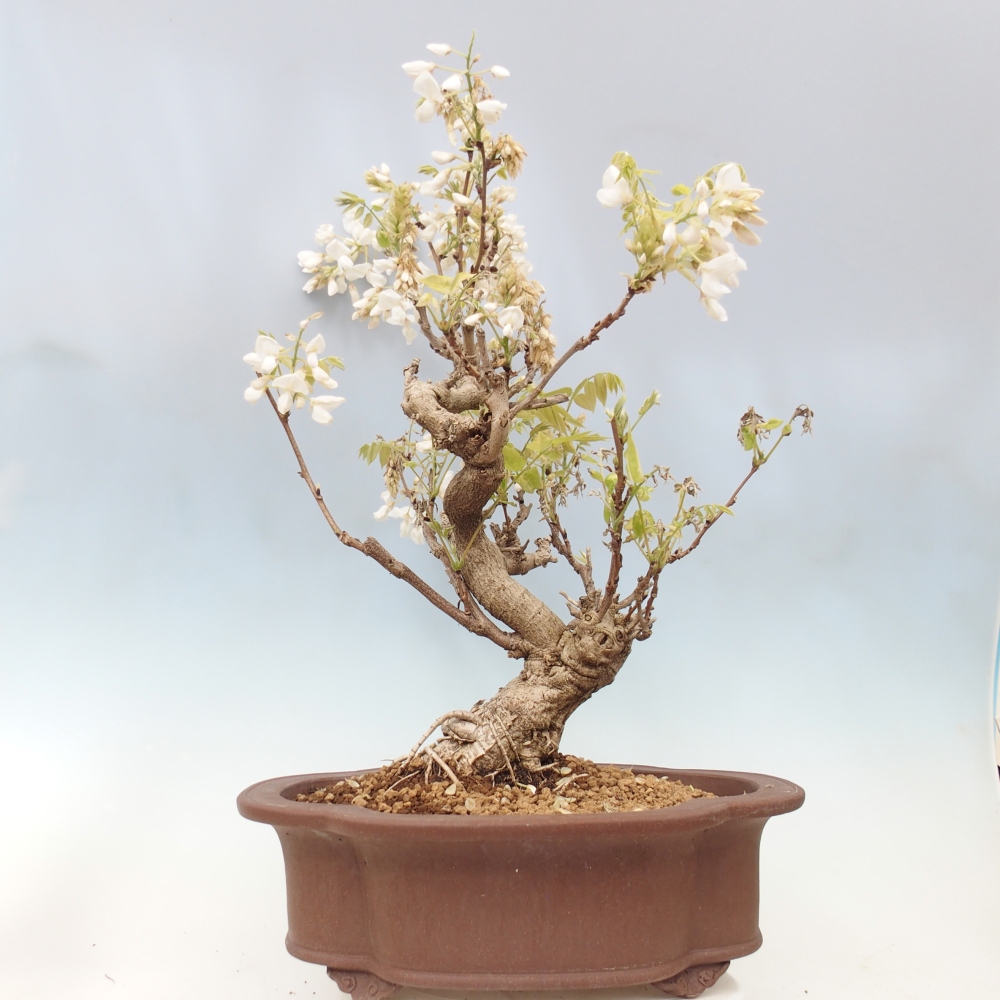 Bonsai zewnętrzne - Vistaria - Wisteria