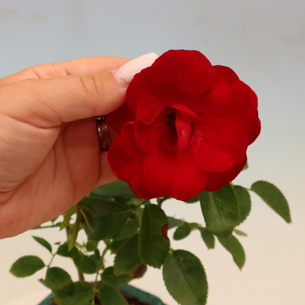 Bonsai ogrodowe – Rosa Kordes – róża