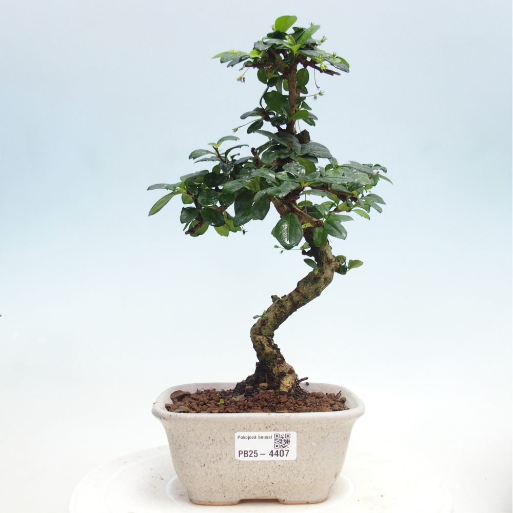 Bonsai pokojowe - Carmona macrophylla - Tea fuki