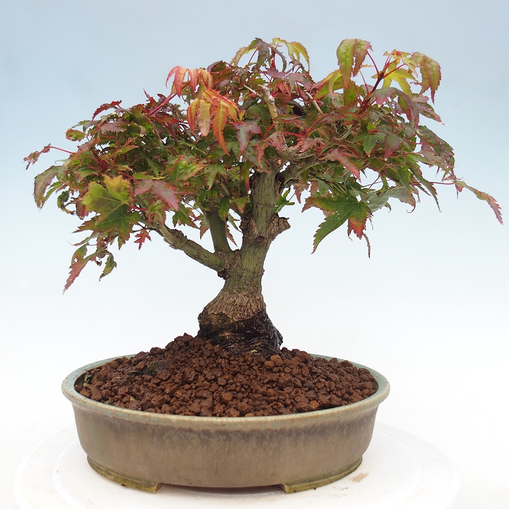 Acer palmatum KIOHIME - klon palmowy