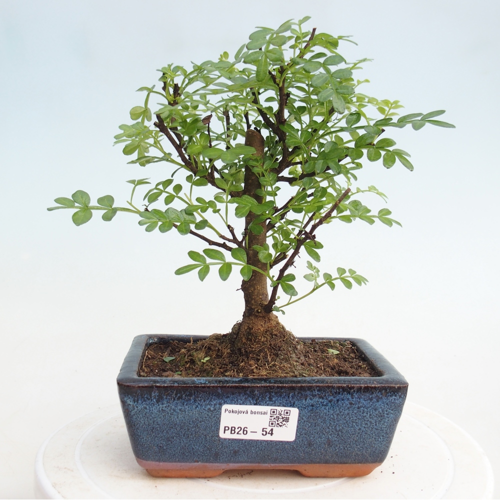 Kryty bonsai - Zantoxylum piperitum - Mięta pieprzowa