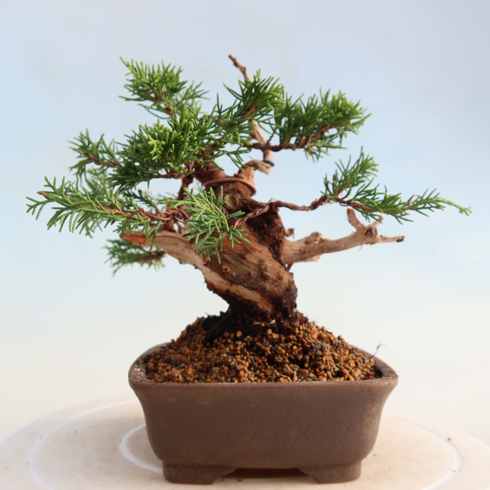 Outdoor bonsai - Juniperus chinensis Itoigawa - Jałowiec chiński