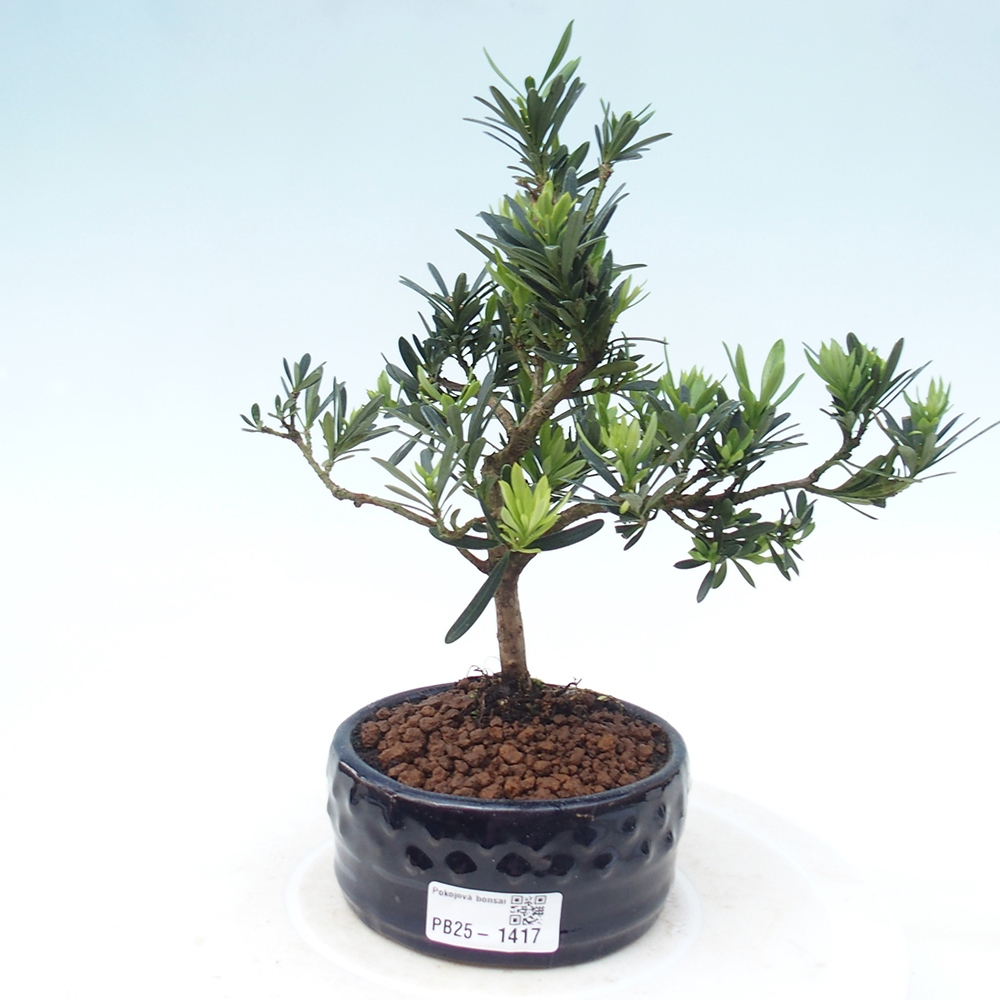 Kryty bonsai - Podocarpus - Kamień tys