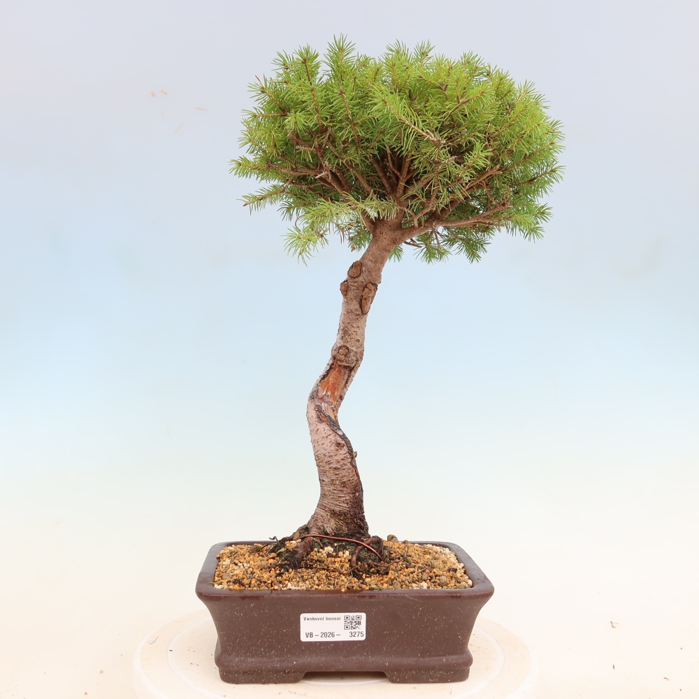 Outdoor bonsai - Świerk pospolity - Picea glauca globe