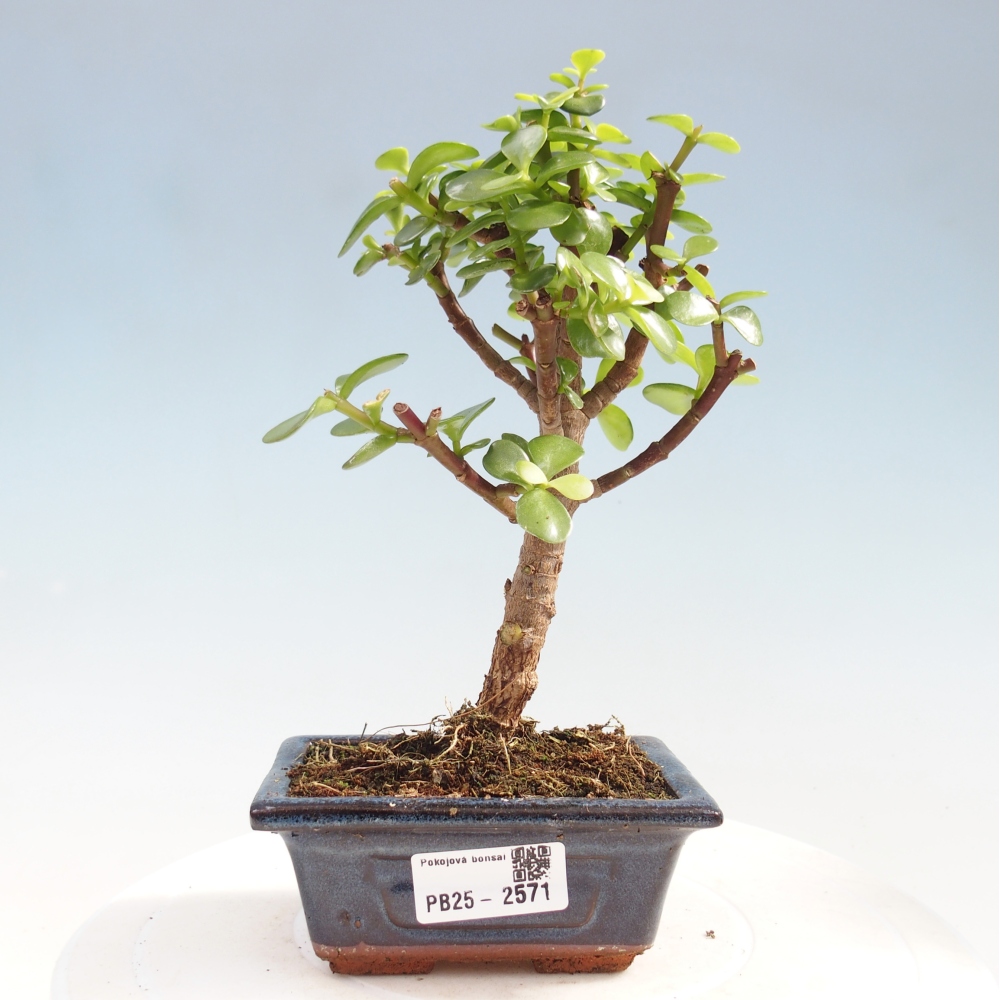 Kryty bonsai - Portulakaria Afra - Tlustice