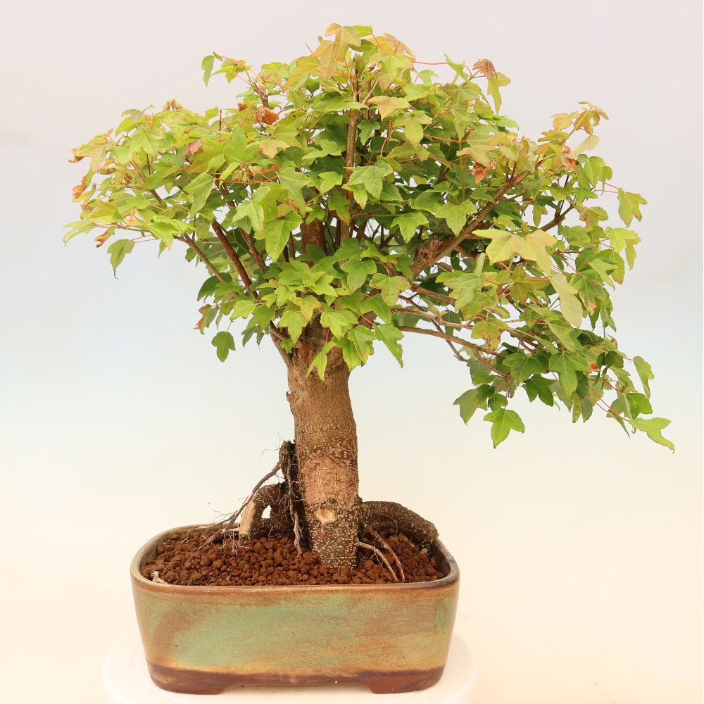 Outdoor bonsai - Klon burgeryjski - Acer burgerianum