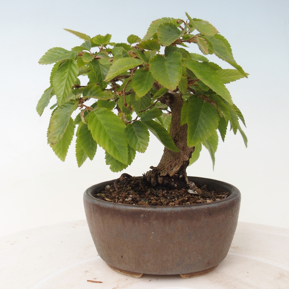 Outdoor bonsai - Carpinus CARPINOIDES - grab koreański