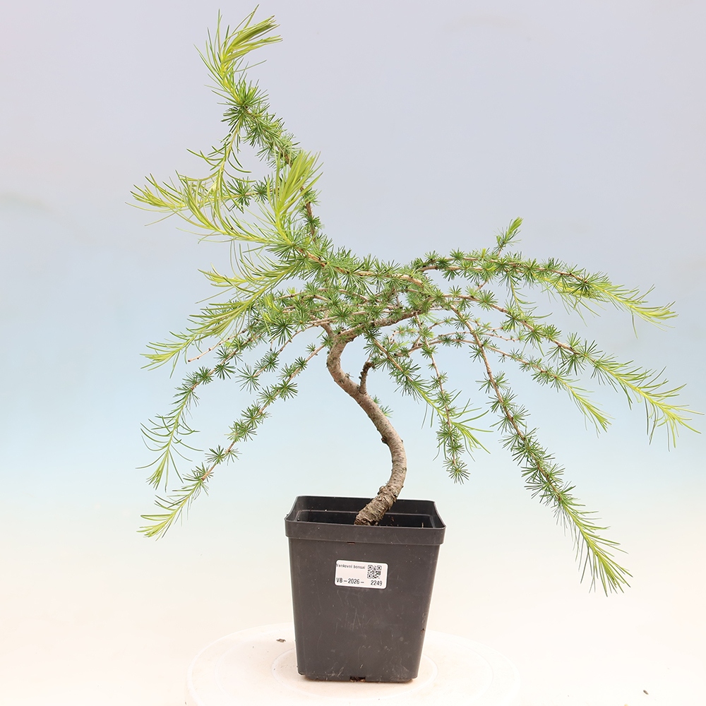 Bonsai zewnętrzne - Larix decidua - Modrzew