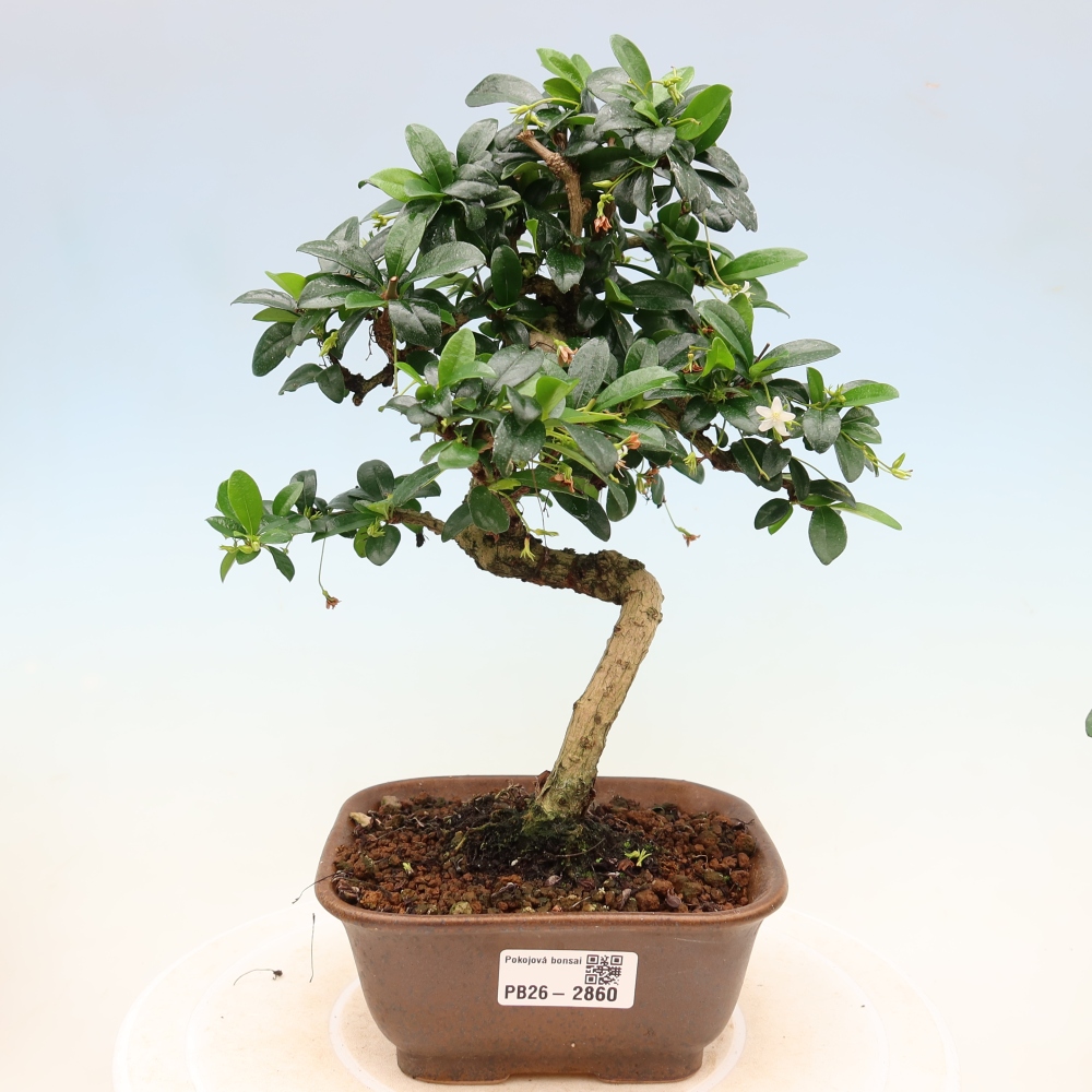 Bonsai pokojowe - Carmona macrophylla - Tea fuki