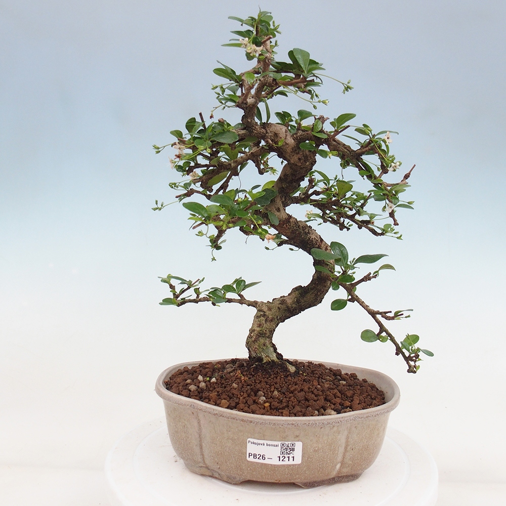 Bonsai pokojowe - Carmona macrophylla - Tea fuki