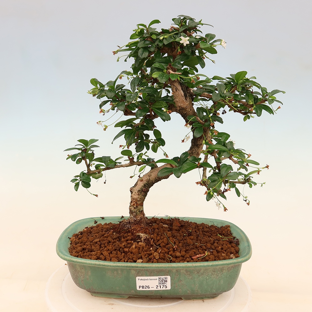 Bonsai pokojowe - Carmona macrophylla - Tea fuki