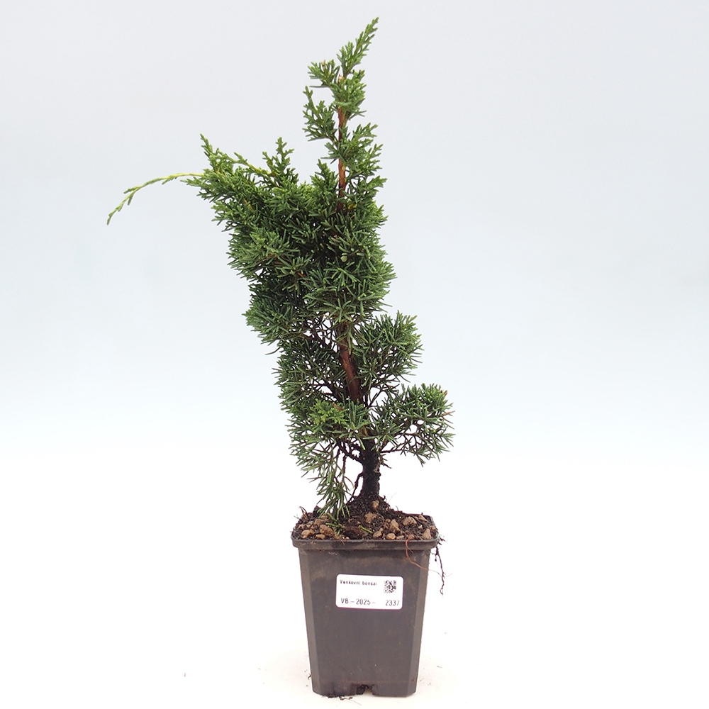 Outdoor bonsai - Juniperus chinensis Kishu - chiński jałowiec
