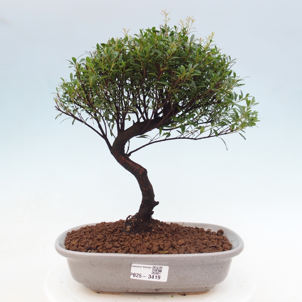 Pokój bonsai - Syzygium - Pimento