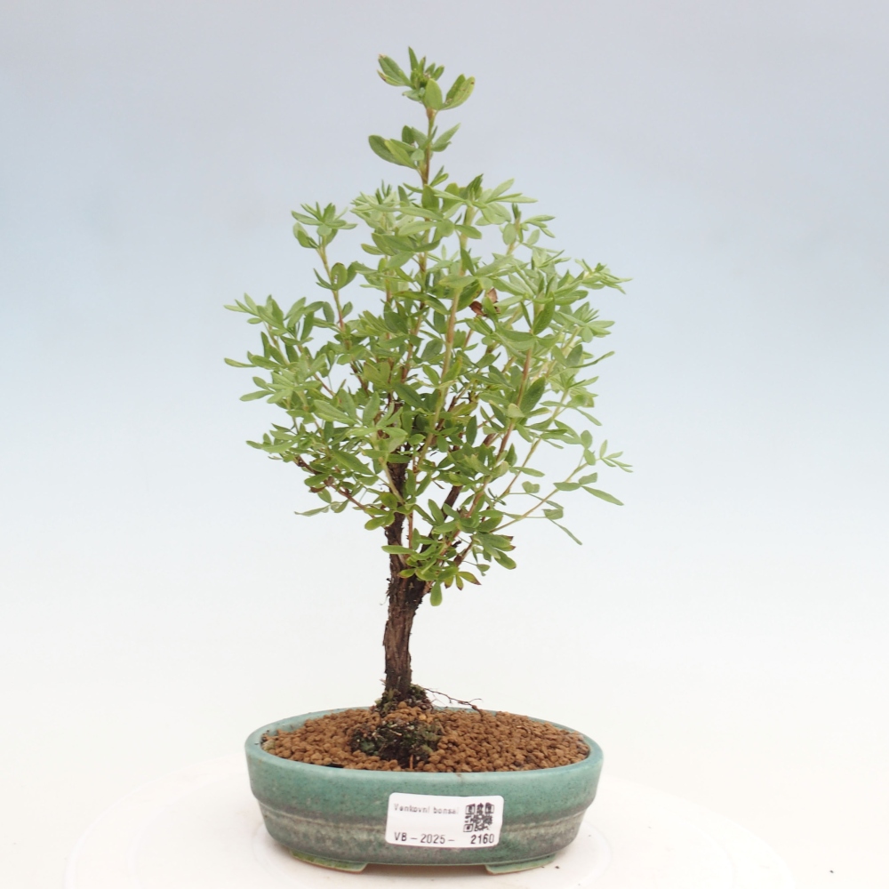 Outdoor bonsai-Pięciolistnik - Potentila fruticosa żółty Ptak