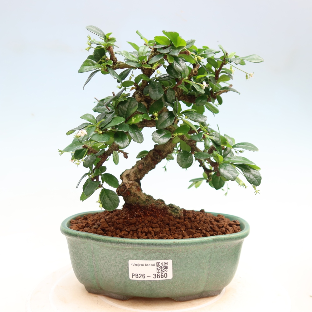 Bonsai pokojowe - Carmona macrophylla - Tea fuki