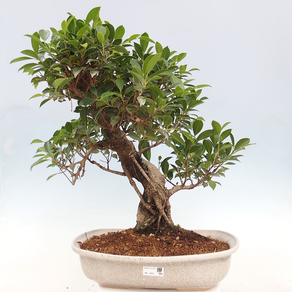 Bonsai pokojowe - Ficus kimmen - figowiec drobnolistny - WYŁĄCZNIE ODBIÓR OSOBISTY lub transport paletowy