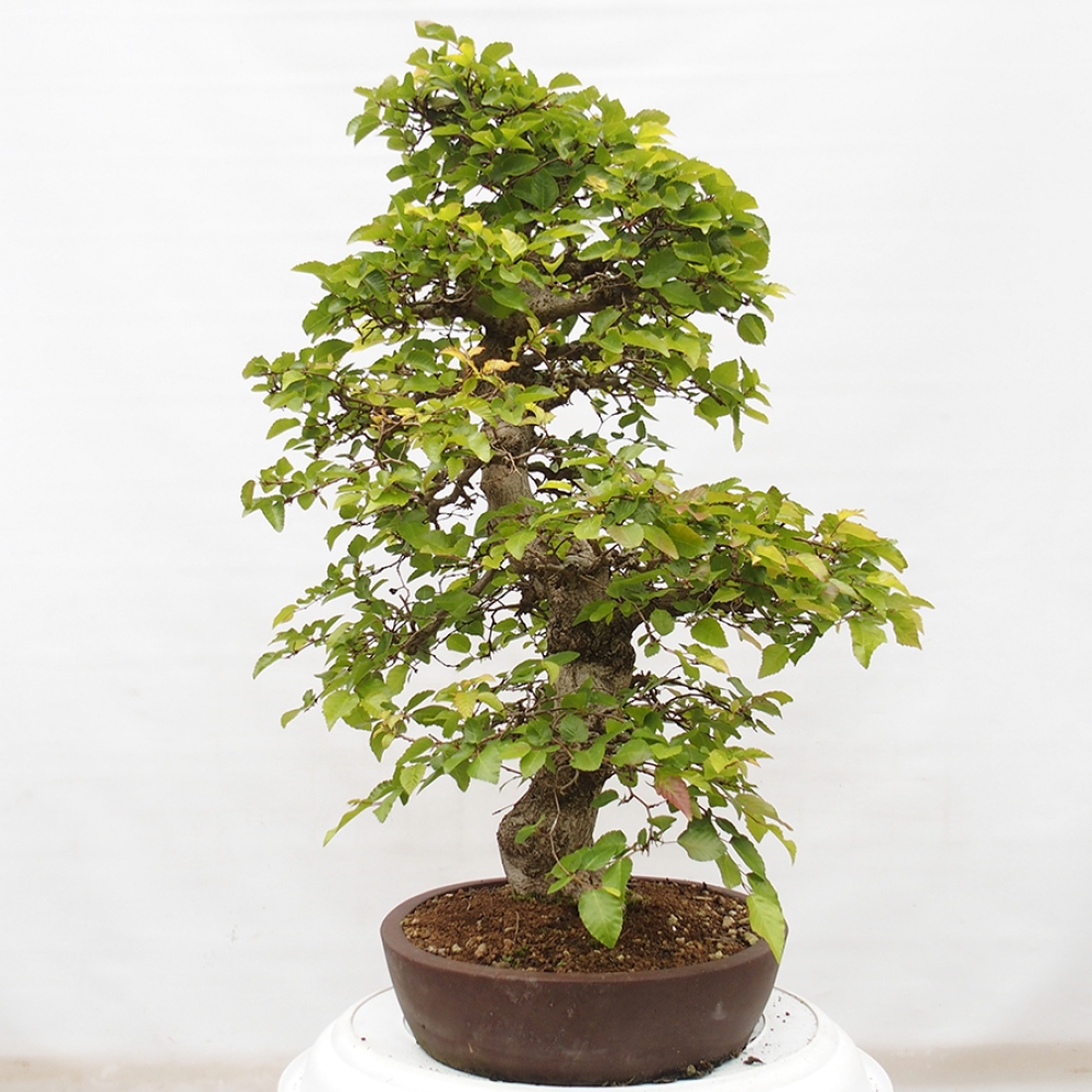 Bonsai zewnętrzne -Carpinus CARPINOIDES - grab koreański