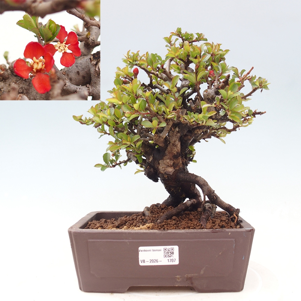 Bonsai zewnętrzne - Chaneomeles speciosa - Pigwa