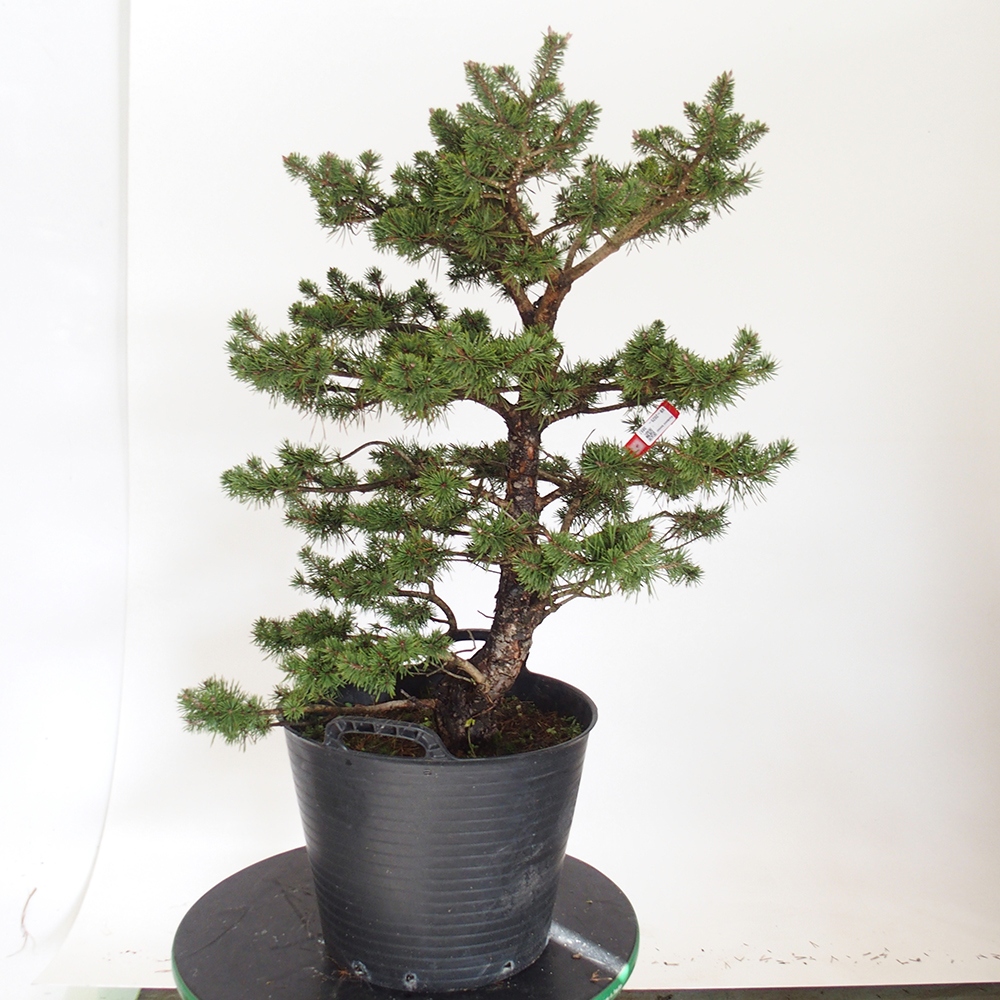 Yamadori - Pinus sylvestris Hiszpania