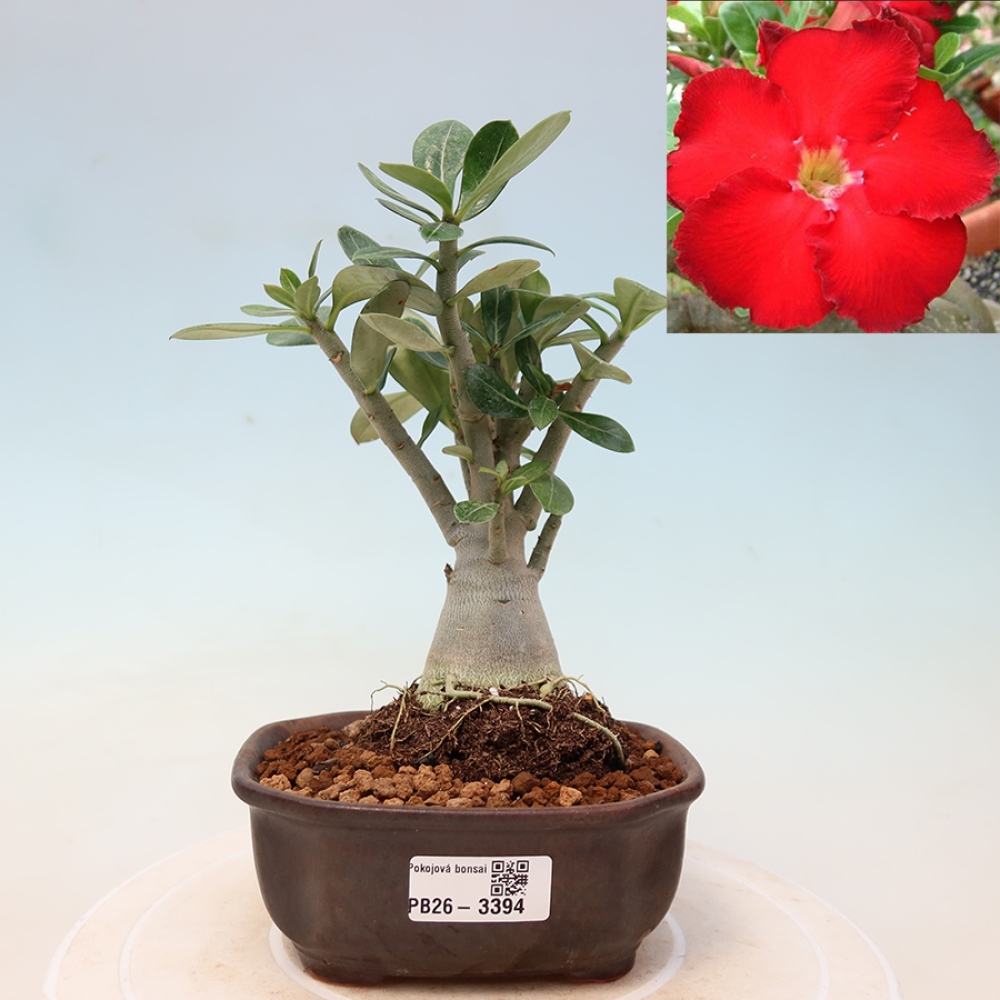 Bonsai pokojowe – Adenium obesum Red Star – Róża pustynna