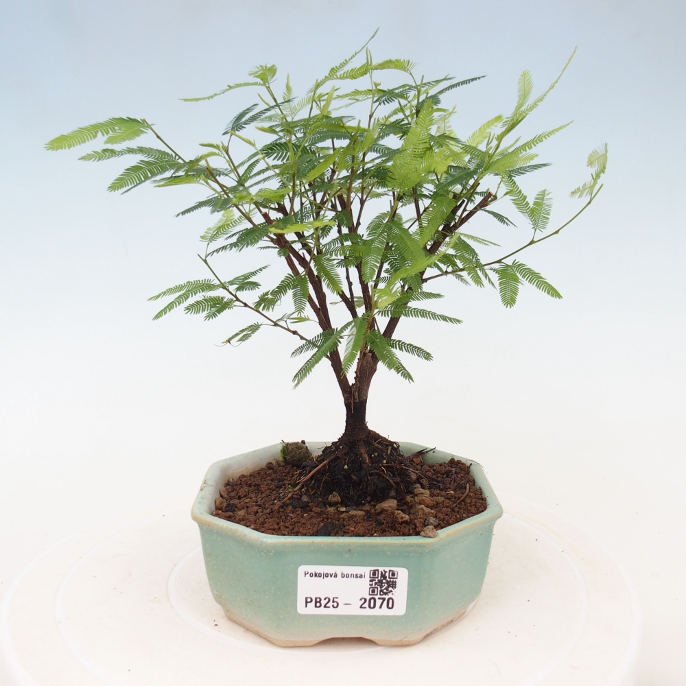 Pokój bonsai-Calliandra surinamensis Dixie Pink - Kaliandra z Surii