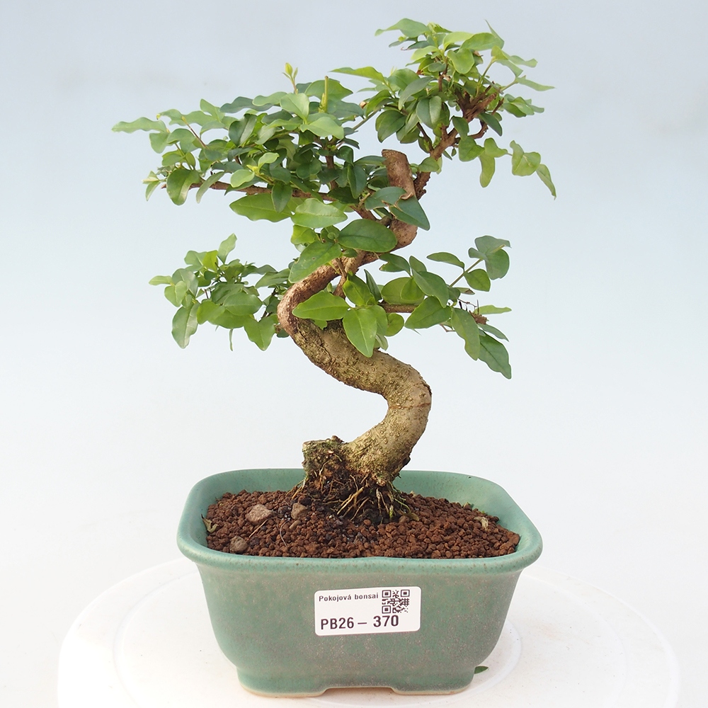 Pokój bonsai - Ligustrum chinensis - Dziób ptaka